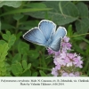 polyommatus corydonius zelenchuk male 1